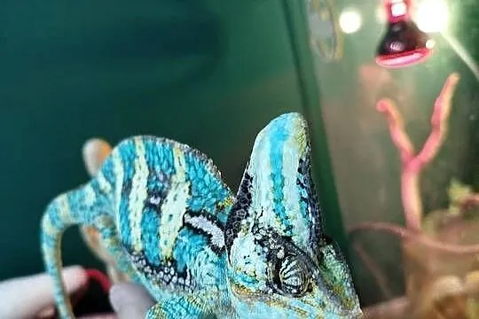 Kameleon Jemeński z terarium