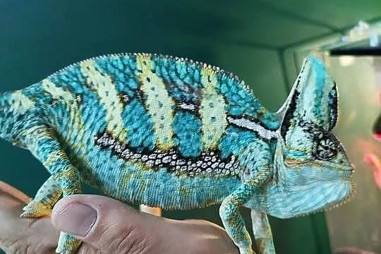 Kameleon Jemeński z terarium, Śląskie, Boguchwałowice