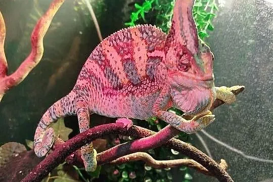 Kameleon Jemeński z terarium, Śląskie, Boguchwałowice