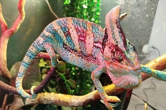 Kameleon Jemeński z terarium, Śląskie, Boguchwałowice
