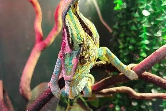 Kameleon Jemeński z terarium, Śląskie, Boguchwałowice