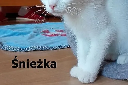 4-miesięczne kocięta szukają domów!,  dolnośląskie