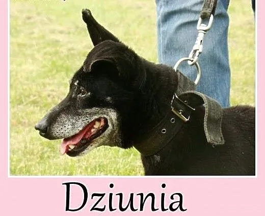 Starsza sunia w typie jamnika Dziunia -adopcja, d