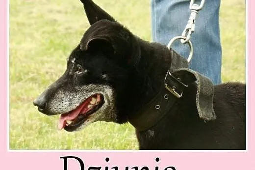Starsza sunia w typie jamnika Dziunia -adopcja,  d