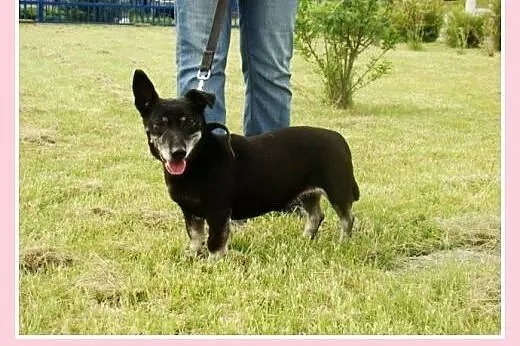 Starsza sunia w typie jamnika Dziunia -adopcja,  d