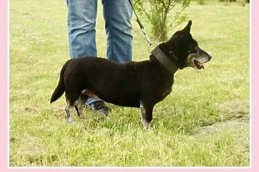 Starsza sunia w typie jamnika Dziunia -adopcja,  d