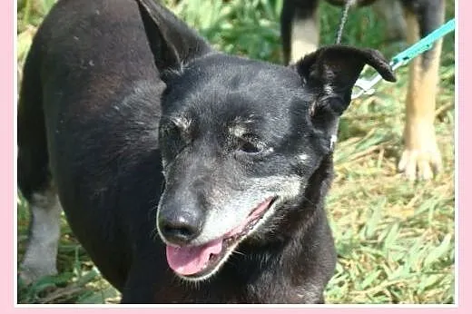 Starsza sunia w typie jamnika Dziunia -adopcja,  d