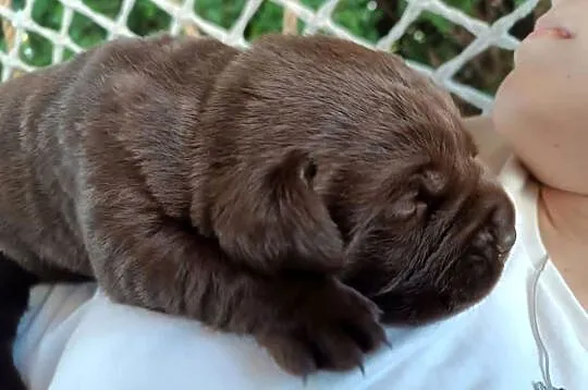 Labrador Retriever -szczeniaki czekoladowe, Lubelskie, Parczew