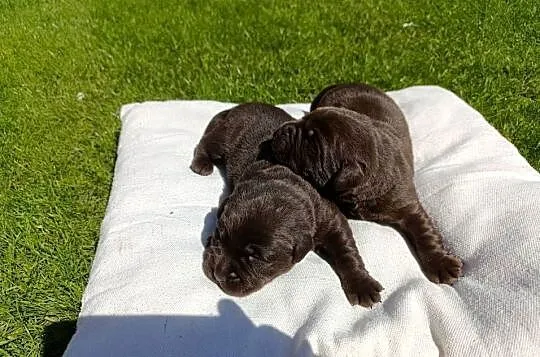 Labrador Retriever -szczeniaki czekoladowe, Lubelskie, Parczew