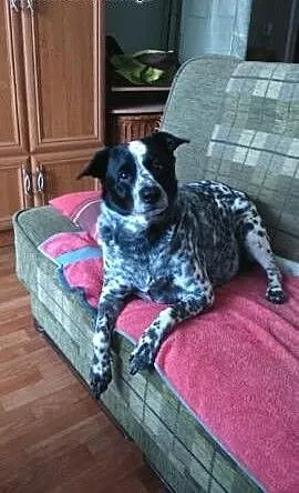 Daisy PILNIE szuka DT/DS. Rodzina starszego Pana n