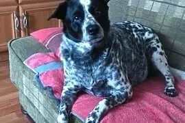 Daisy PILNIE szuka DT/DS. Rodzina starszego Pana n