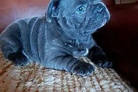 Buldog francuski piesek