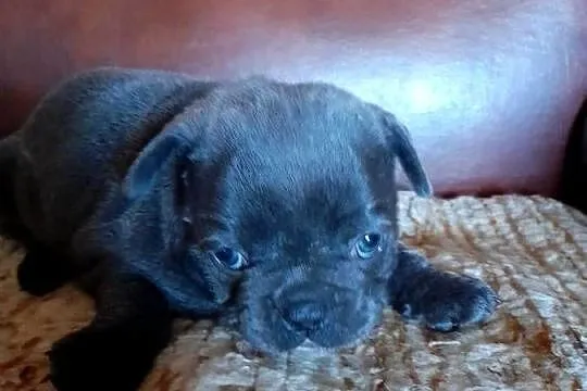Buldog francuski piesek, Podlaskie, Augustów