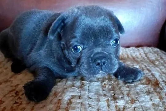 Buldog francuski piesek, Podlaskie, Augustów