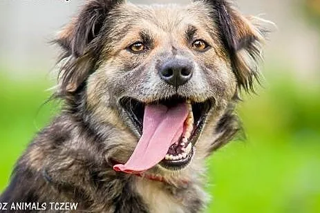 OTOZ Animals - Jessie - cudowna, łagodna i oddana przyjaciółka!,  pomorskie Tczew