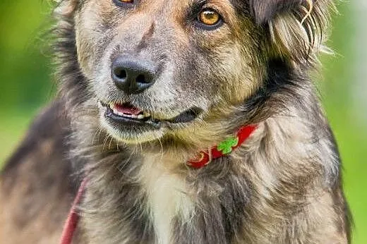 OTOZ Animals - Jessie - cudowna, łagodna i oddana 