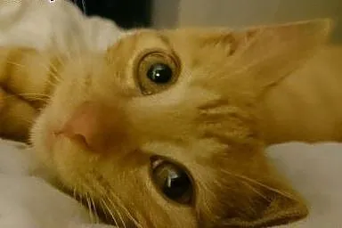 Cynamon rudy kociak do adopcji ,  mazowieckie Warszawa