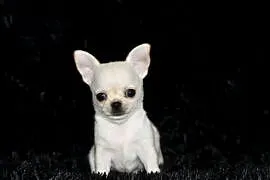 XS Chihuahua Prawdziwy rodowód ZKwP FCI!