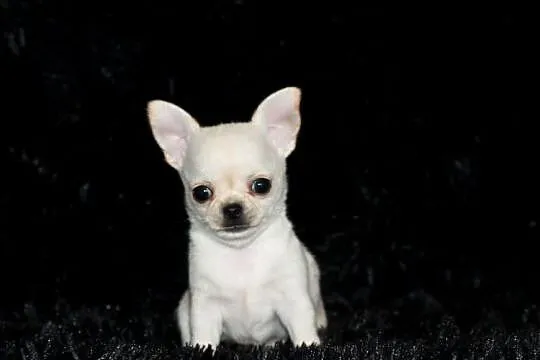 XS Chihuahua Prawdziwy rodowód ZKwP FCI!