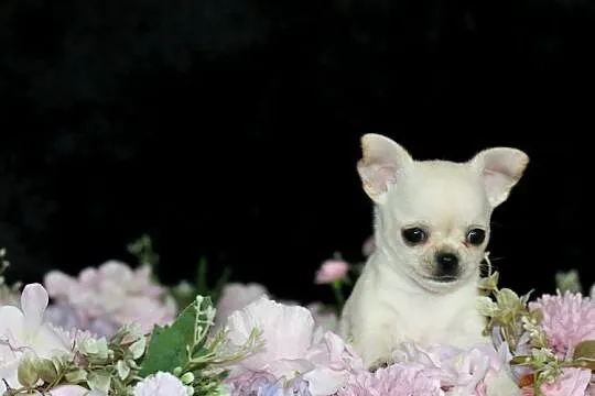 XS Chihuahua Prawdziwy rodowód ZKwP FCI!, Zachodniopomorskie, Świnoujście