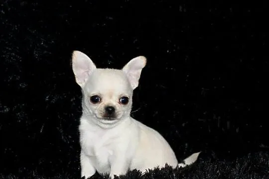 XS Chihuahua Prawdziwy rodowód ZKwP FCI!, Zachodniopomorskie, Świnoujście