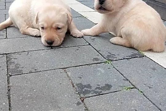 Labrador retriever szczeniak z rodowodem, Wielkopolskie, Popowo Stare