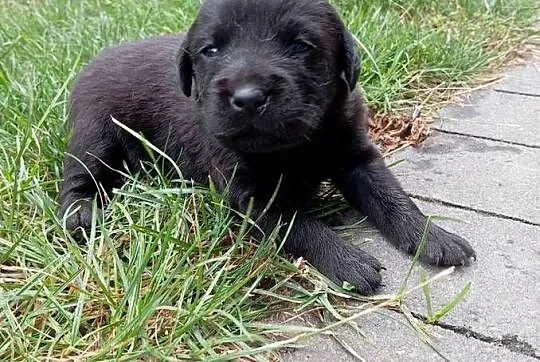 Labrador retriever szczeniak z rodowodem, Wielkopolskie, Popowo Stare