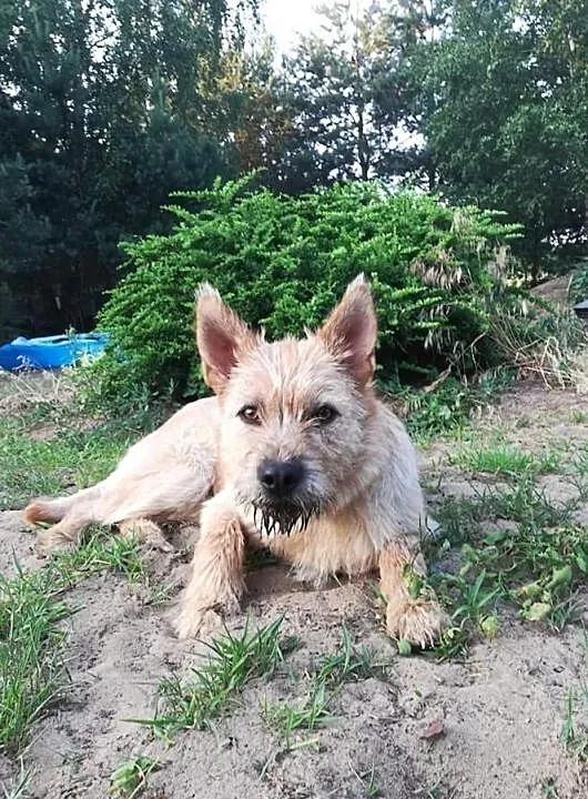 Wesoła radosna sunia marzy o domku gdzie zazna szczęścia, Wielkopolskie, Poznań