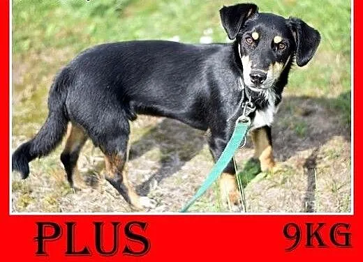 10kg,jamnik mix,młody,łagodny,wesoły piesek PLUS,