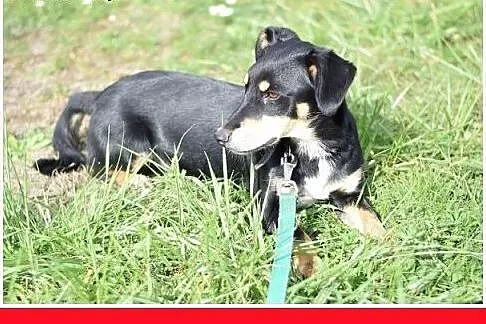 10kg,jamnik mix,młody,łagodny,wesoły piesek PLUS, 