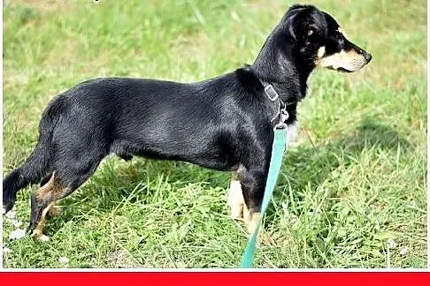 10kg,jamnik mix,młody,łagodny,wesoły piesek PLUS, 