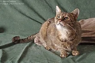 Lusia