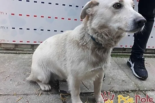 POLAREK-super miły, grzeczny, kochany biały psiak-szukamy DOMU, Małopolskie, Kraków