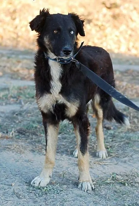 Do adopcji KRABIK ze schroniska, łódzkie Skiernie
