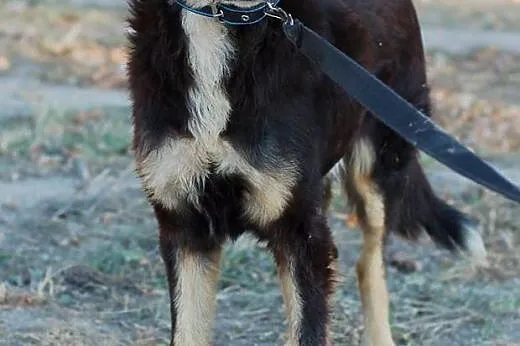 do adopcji KRABIK ze schroniska, łódzkie Skierniewice