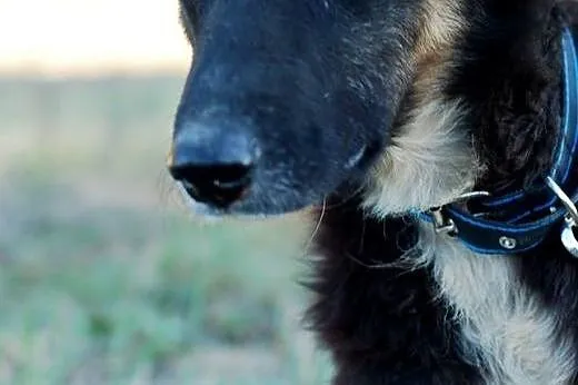 Do adopcji KRABIK ze schroniska,  łódzkie Skiernie