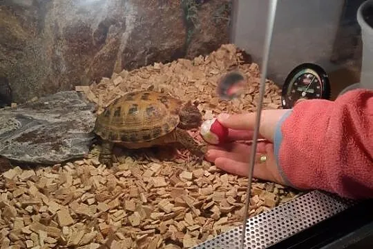 żółw stepowy z terrarium