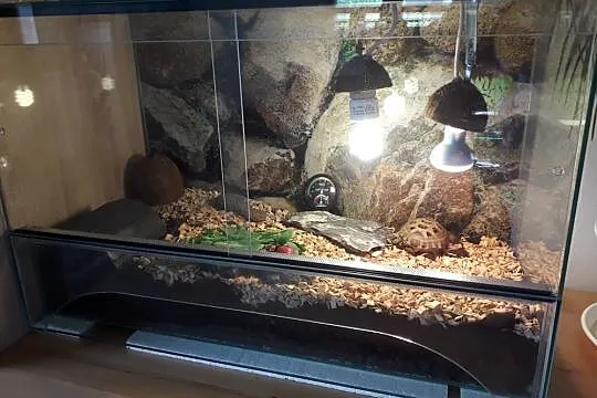 żółw stepowy z terrarium