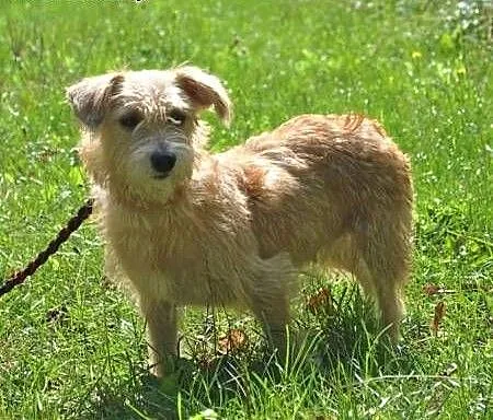 BIANKA - mała, kochana sunia w typie terriera szuka domu, mazowieckie Warszawa, Mazowieckie, Warszawa