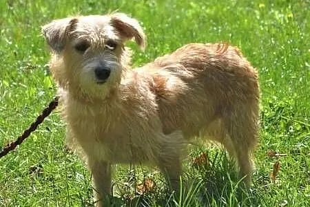 BIANKA - mała, kochana sunia w typie terriera szuka domu,  mazowieckie Warszawa, Mazowieckie, Warszawa