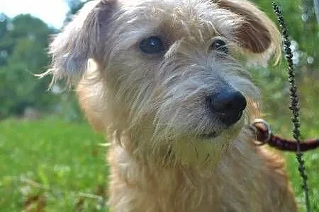 BIANKA - mała, kochana sunia w typie terriera szuka domu,  mazowieckie Warszawa, Mazowieckie, Warszawa