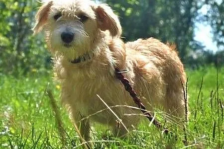 BIANKA - mała, kochana sunia w typie terriera szuka domu,  mazowieckie Warszawa, Mazowieckie, Warszawa