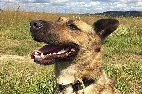 Saba-pręgowana suczka szuka domu!,  dolnośląskie J