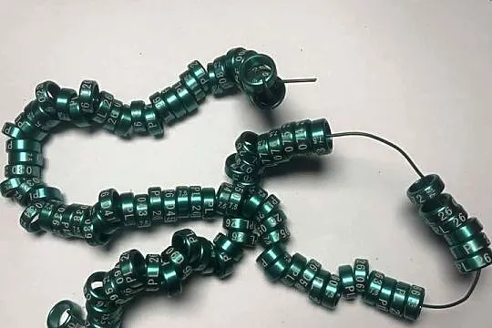 obrączki 7/7,5 mm, Małopolskie, Maków Podhalański