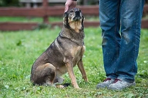 5 letni TOBI szuka domku, takiego na zawsze