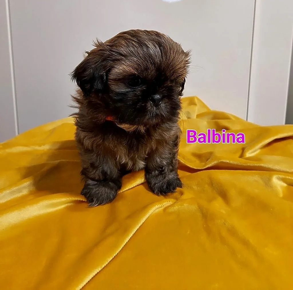 Shih-tzu, Śląskie, Częstochowa