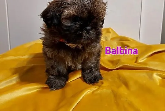 Shih-tzu, Śląskie, Częstochowa