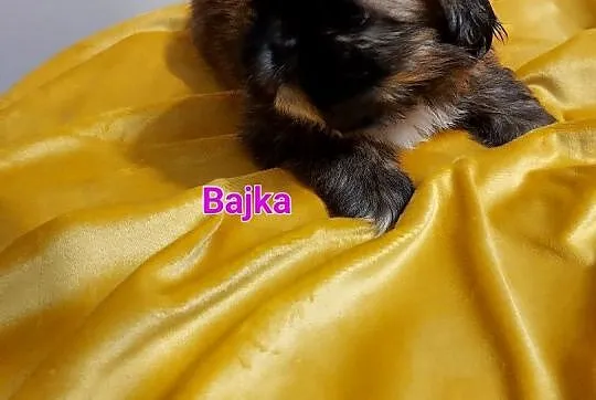 Shih-tzu, Śląskie, Częstochowa