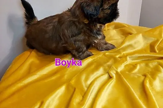 Shih-tzu, Śląskie, Częstochowa