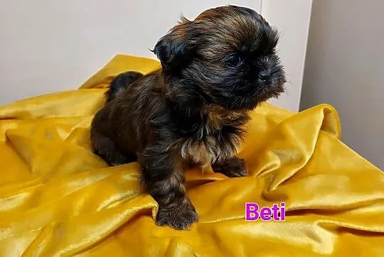 Shih-tzu, Śląskie, Częstochowa